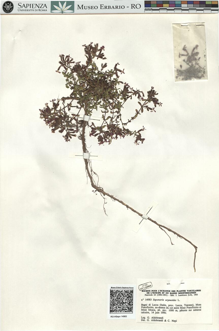 Saponaria ocymoides L. -  RO-HSepv 14983 photo