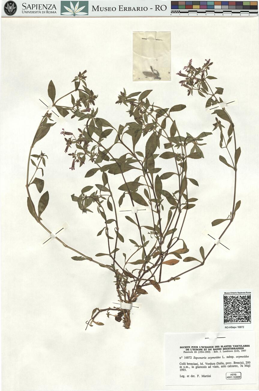 Saponaria ocymoides L. subsp. ocymoides -  RO-HSepv 16872 photo