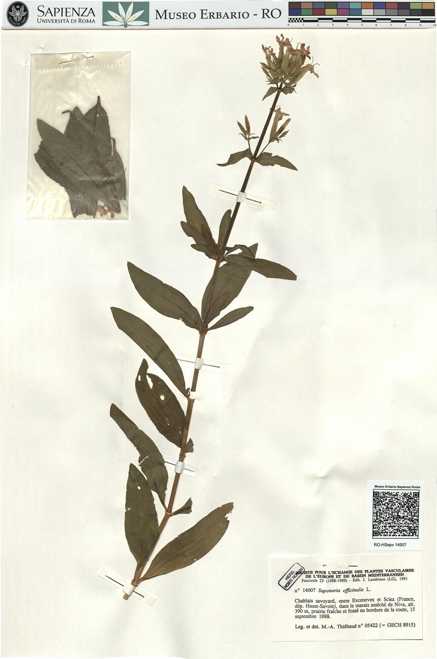 Saponaria officinalis L. -  RO-HSepv 14007 photo