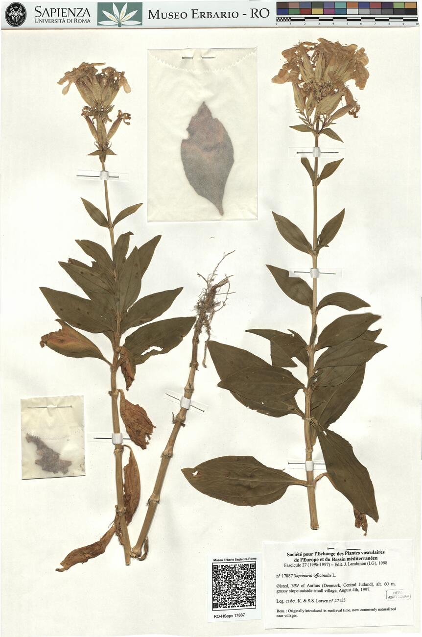 Saponaria officinalis L. -  RO-HSepv 17887 photo