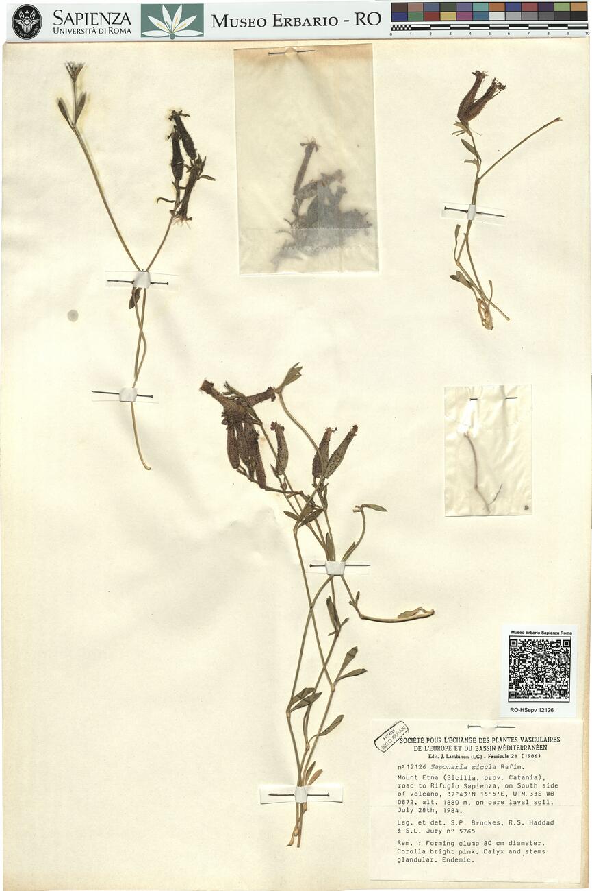 Saponaria sicula Rafin.  -  RO-HSepv 12126 photo
