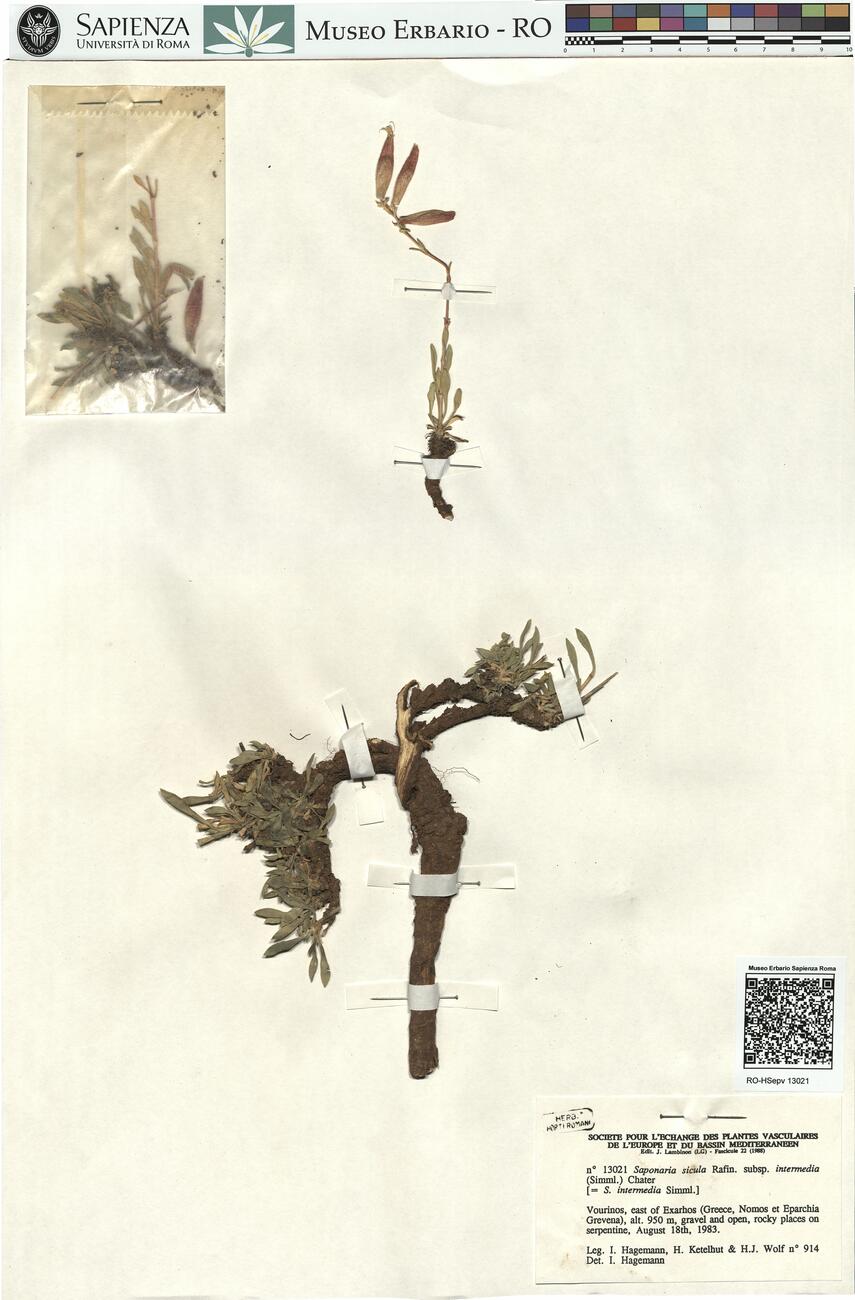 Saponaria sicula Rafin. subsp. intermedia (Simml.) Chater -  RO-HSepv 13021 photo