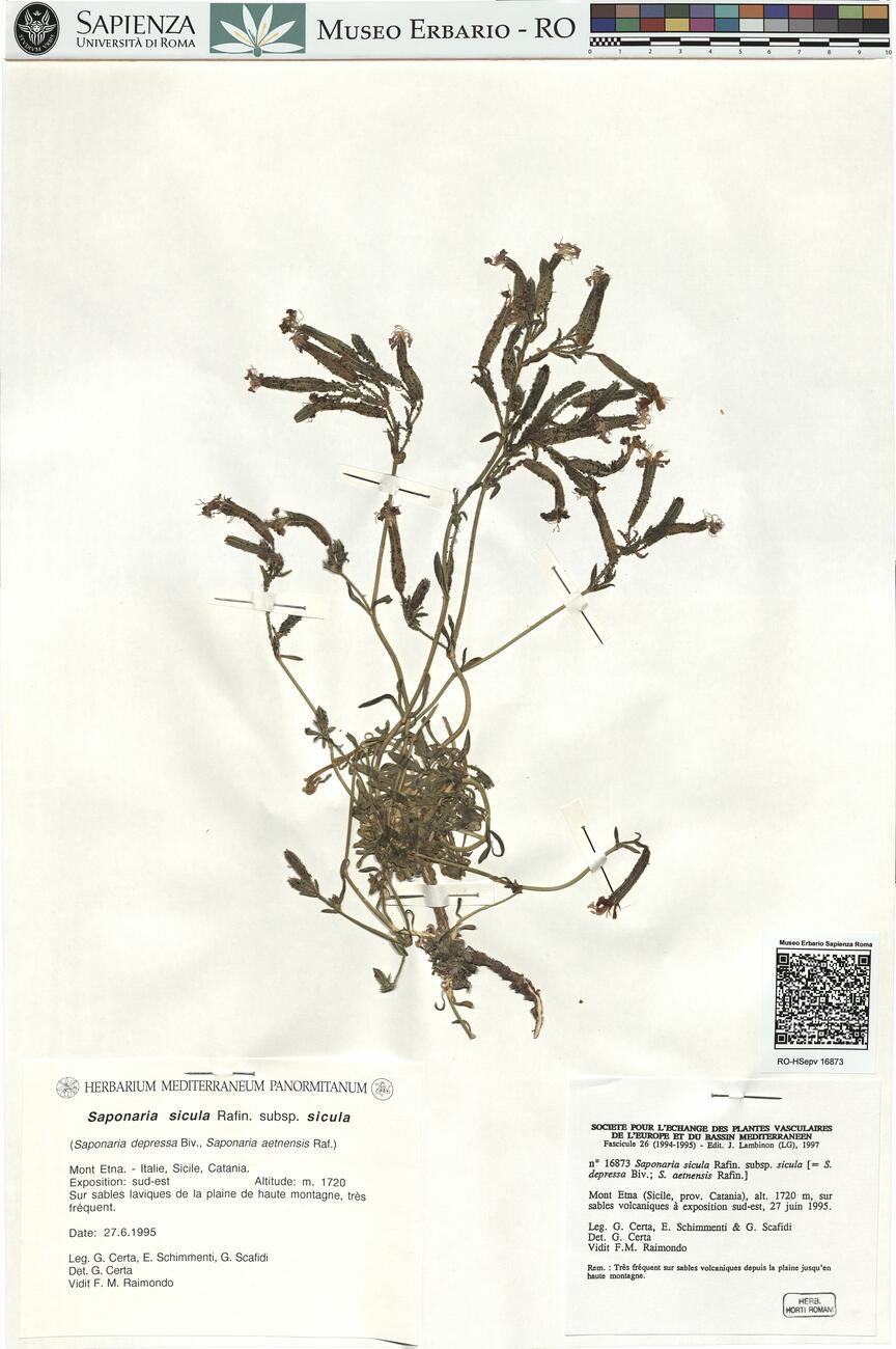 Saponaria sicula Rafin. subsp. sicula  -  RO-HSepv 16873 photo