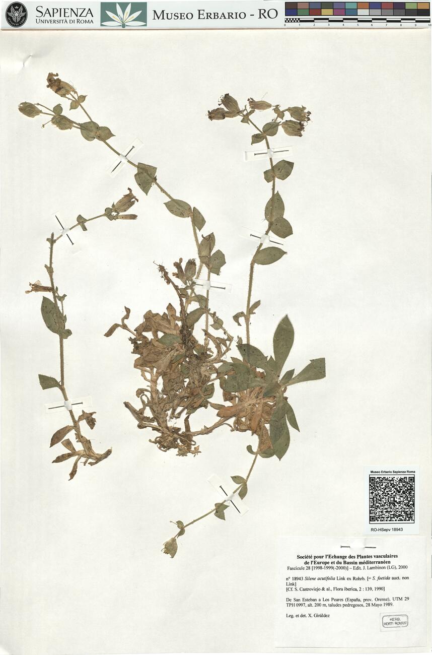 Silene acutifolia Link ex Rohrb.  -  RO-HSepv 18943 photo