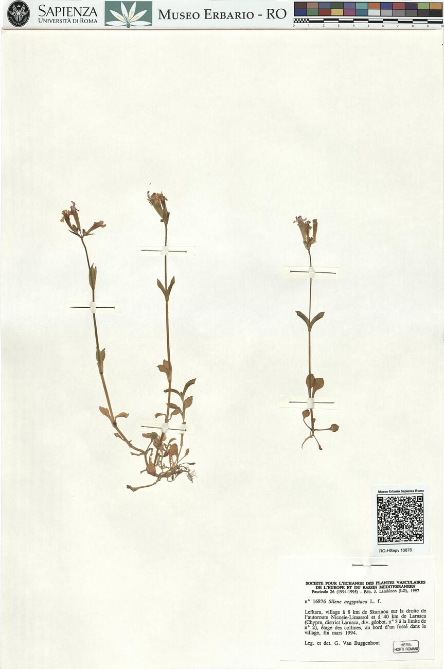 Silene aegyptiaca L. f. -  RO-HSepv 16876 photo