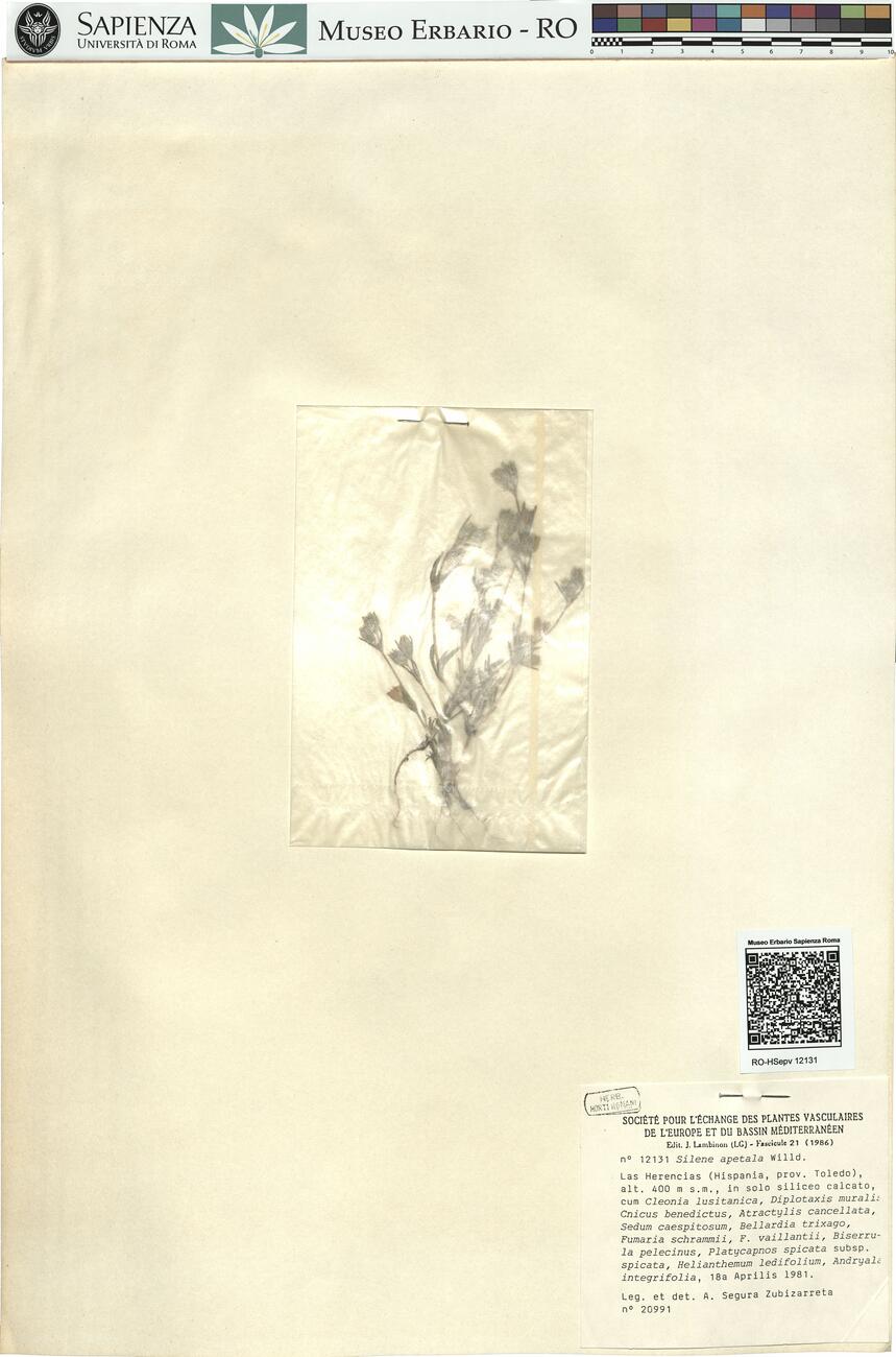 Silene apetala Willd. -  RO-HSepv 12131 photo