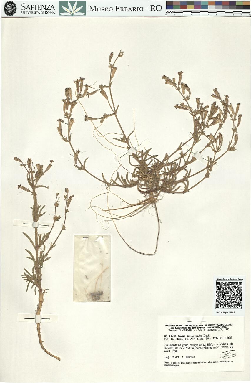 Silene arenarioides Desf. -  RO-HSepv 14985 photo