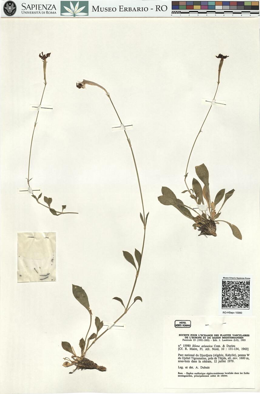 Silene atlantica Coss. & Durieu -  RO-HSepv 15980 photo