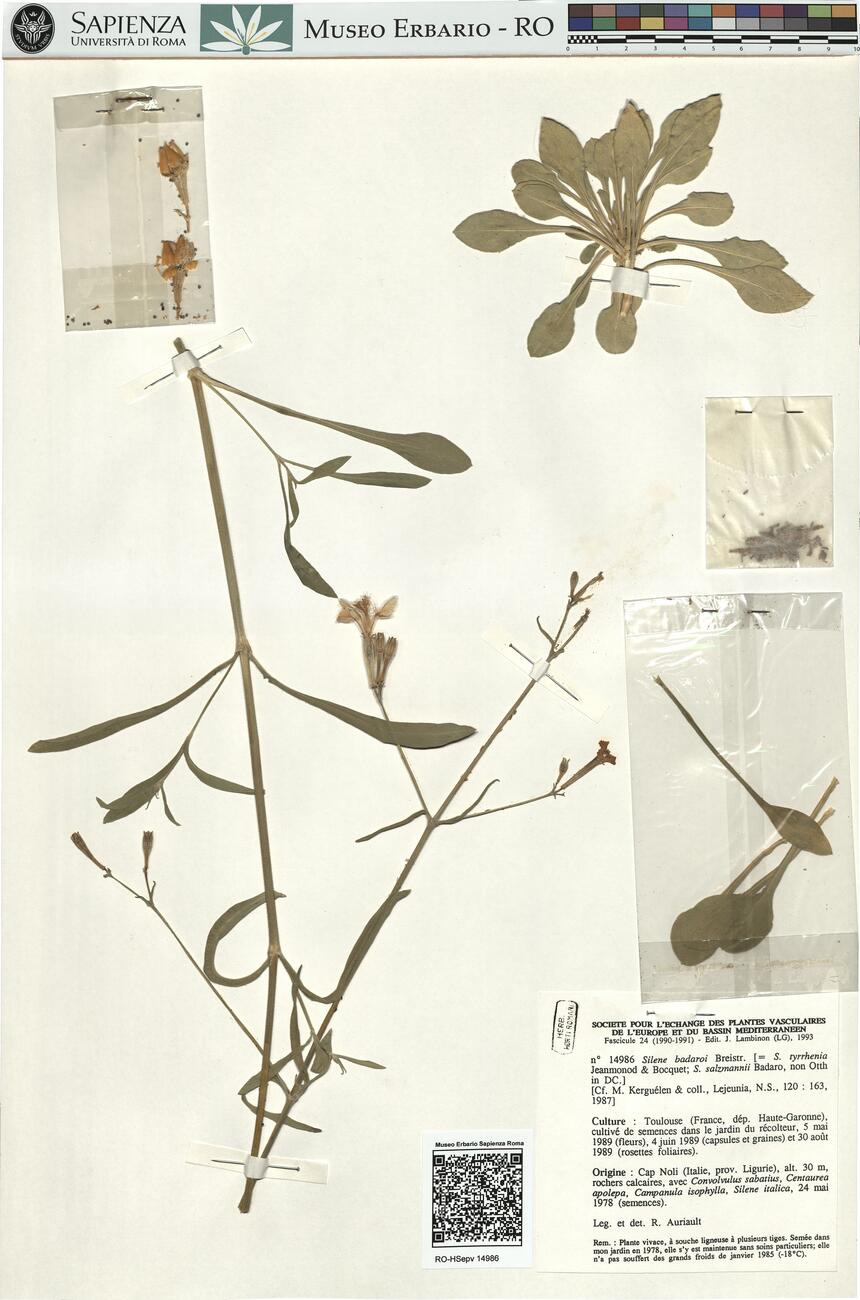 Silene badaroi Breistr.  -  RO-HSepv 14986 photo