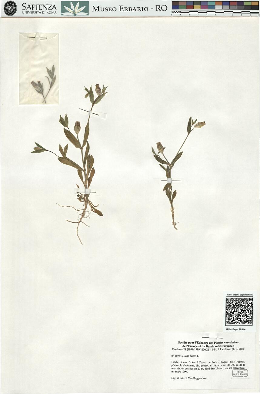Silene behen L.  -  RO-HSepv 18944 photo