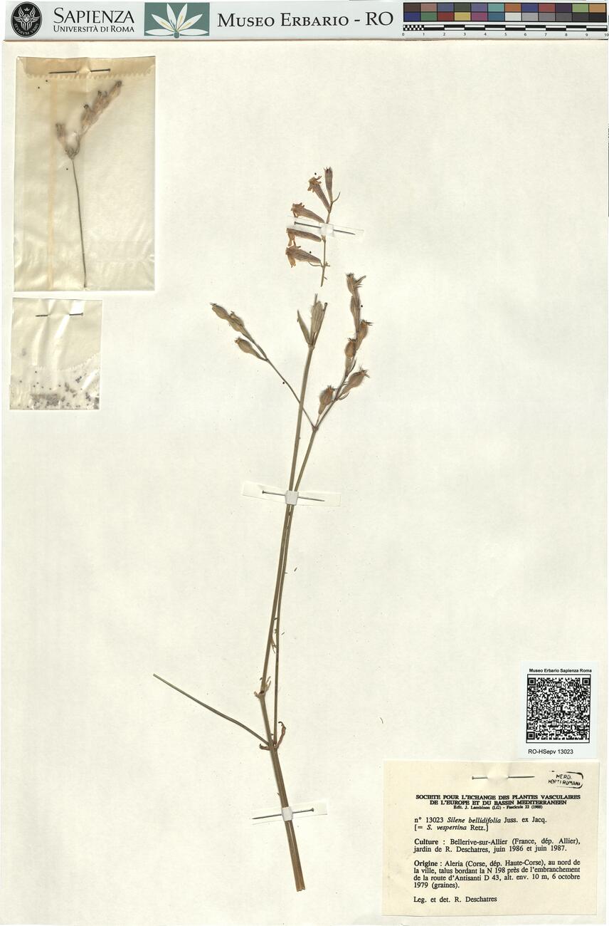 Silene bellidifolia Juss. ex. Jacq. -  RO-HSepv 13023 photo