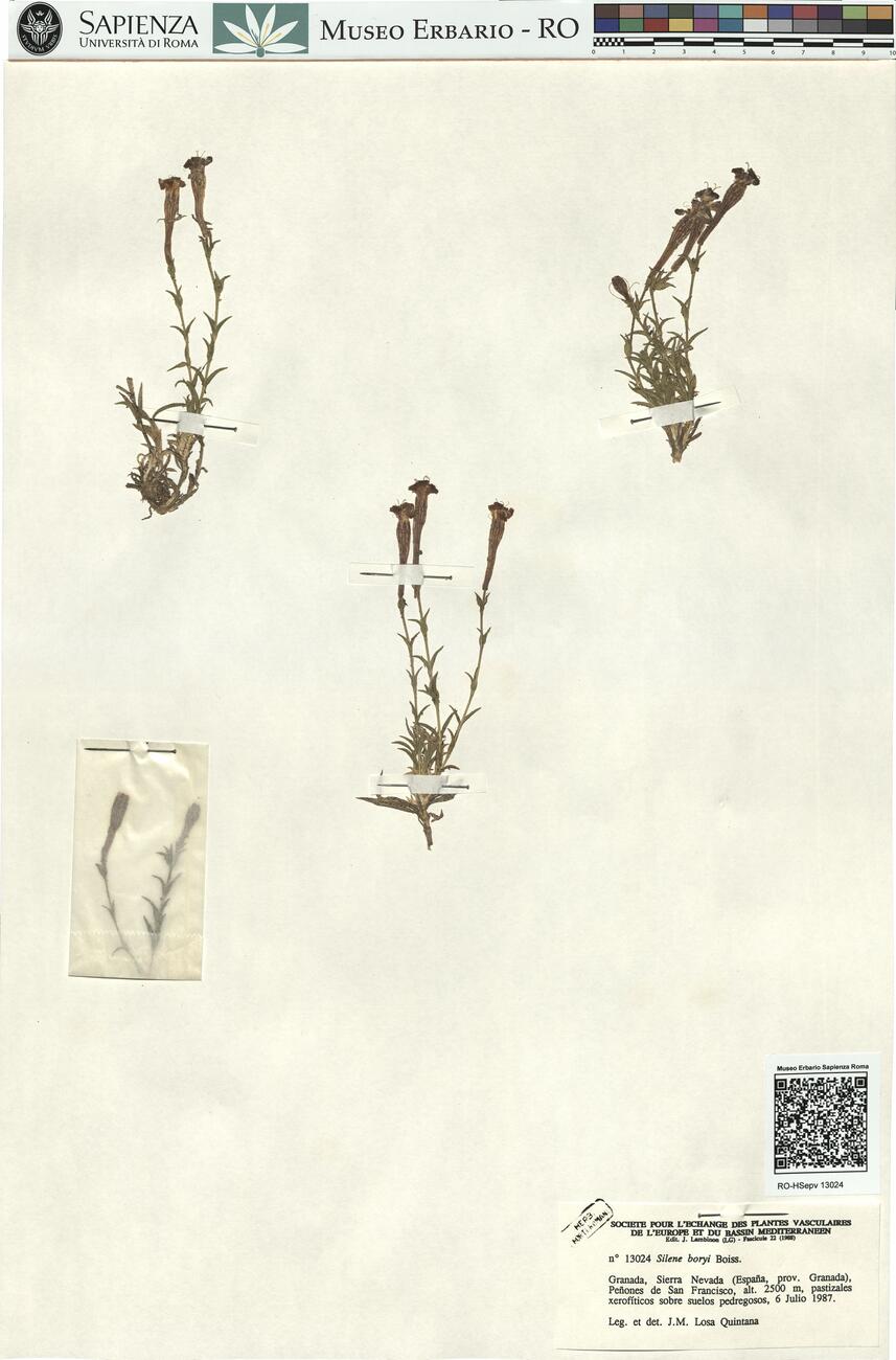 Silene boryi Boiss.  -  RO-HSepv 13024 photo
