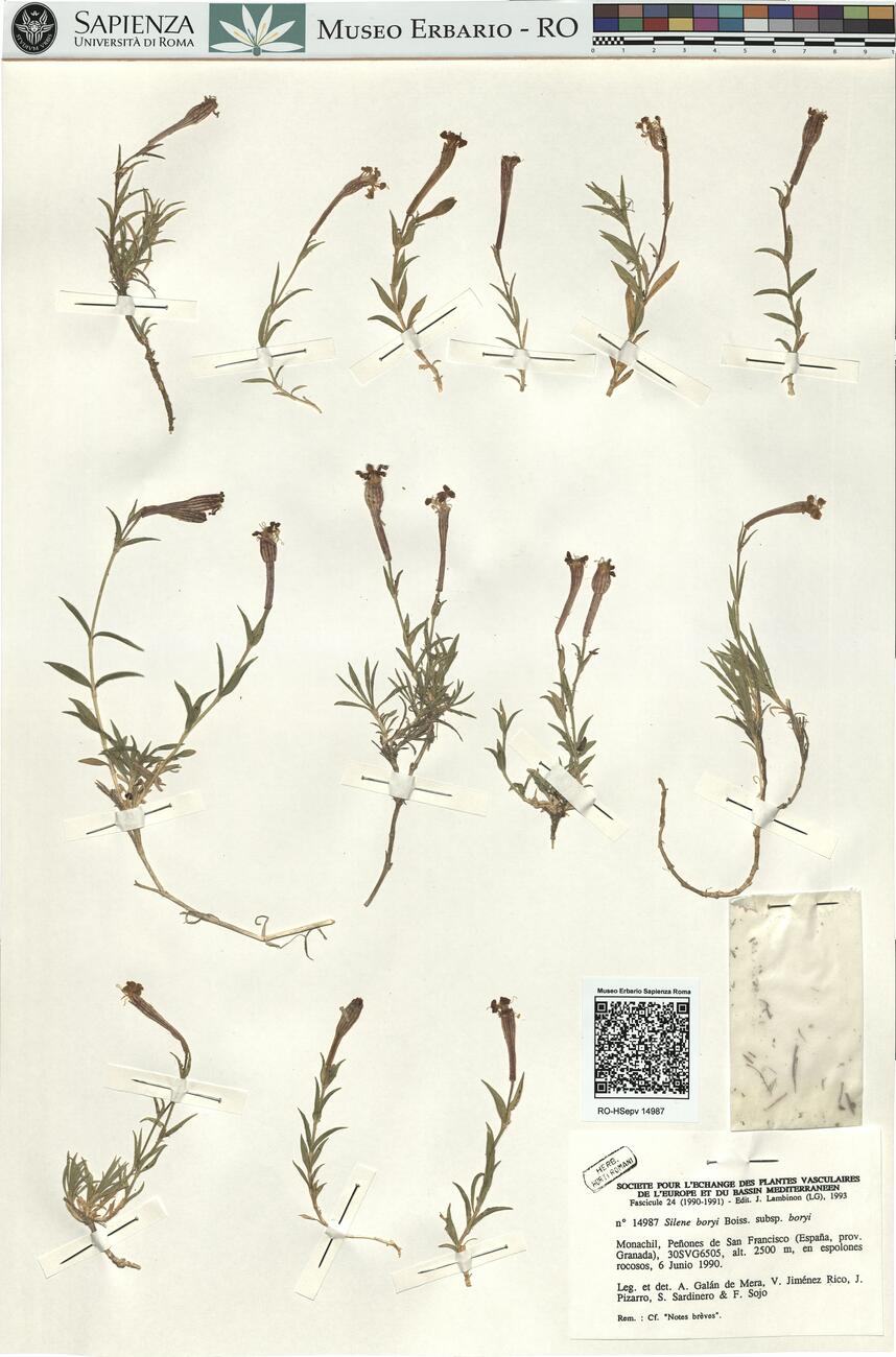 Silene boryi Boiss. subsp. boryi -  RO-HSepv 14987 photo