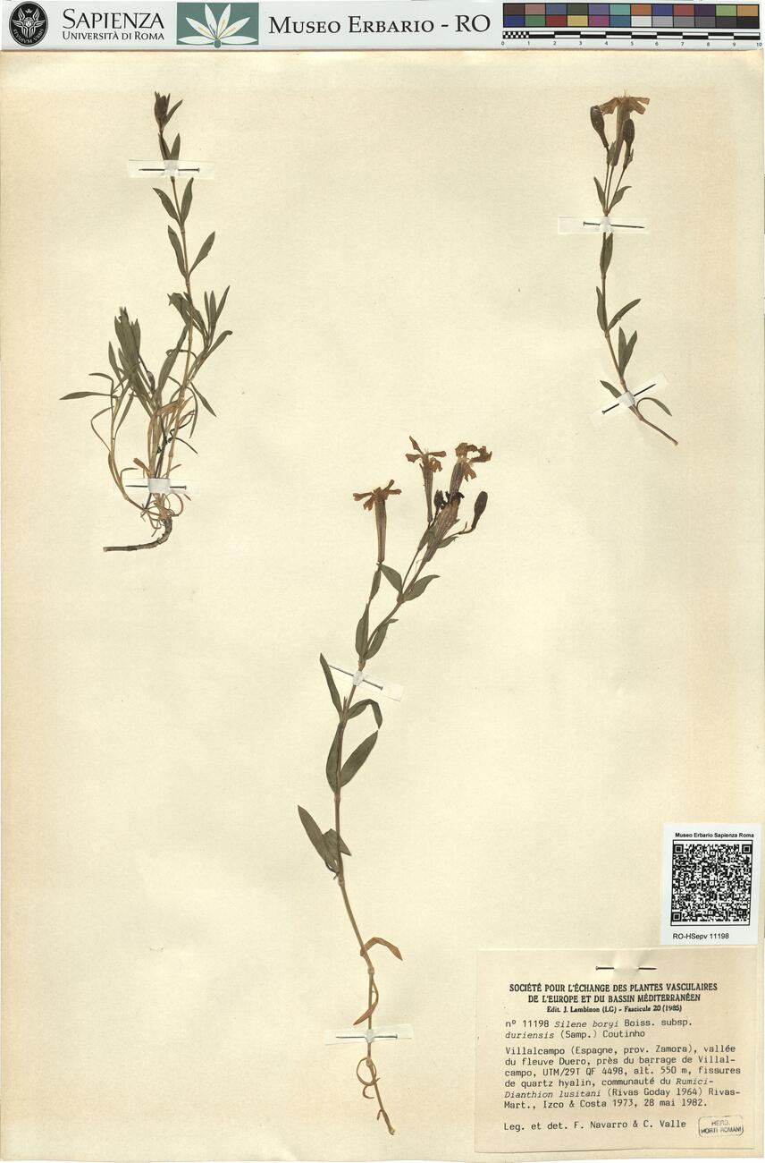 Silene boryi Boiss. subsp. duriensis (Samp.) Coutinho -  RO-HSepv 11198 photo