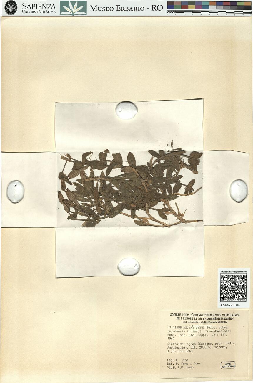 Silene boryi Boiss. subsp. tejedensis (Boiss.) Rivas-Martínez -  RO-HSepv 11199 photo