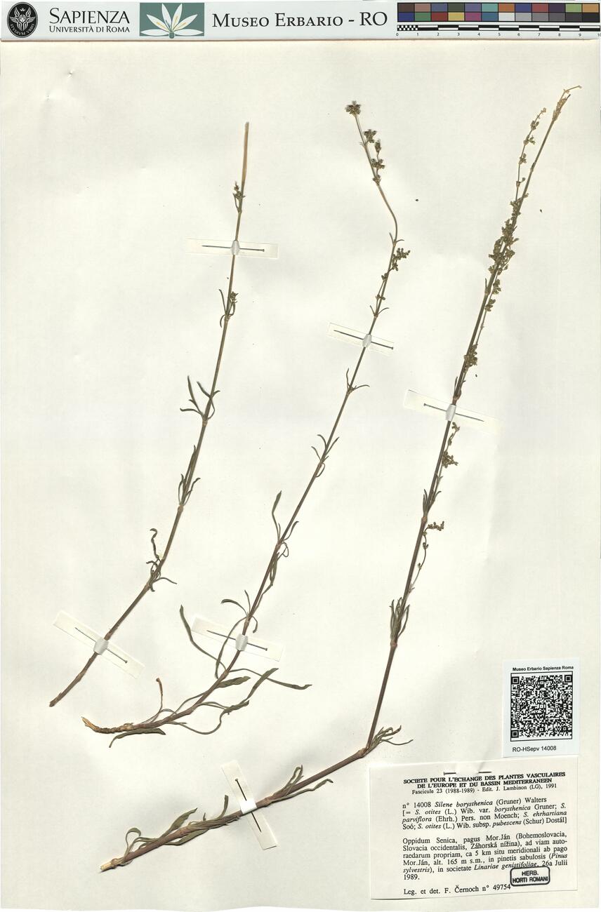 Silene borysthenica (Gruner) Walters -  RO-HSepv 14008 photo