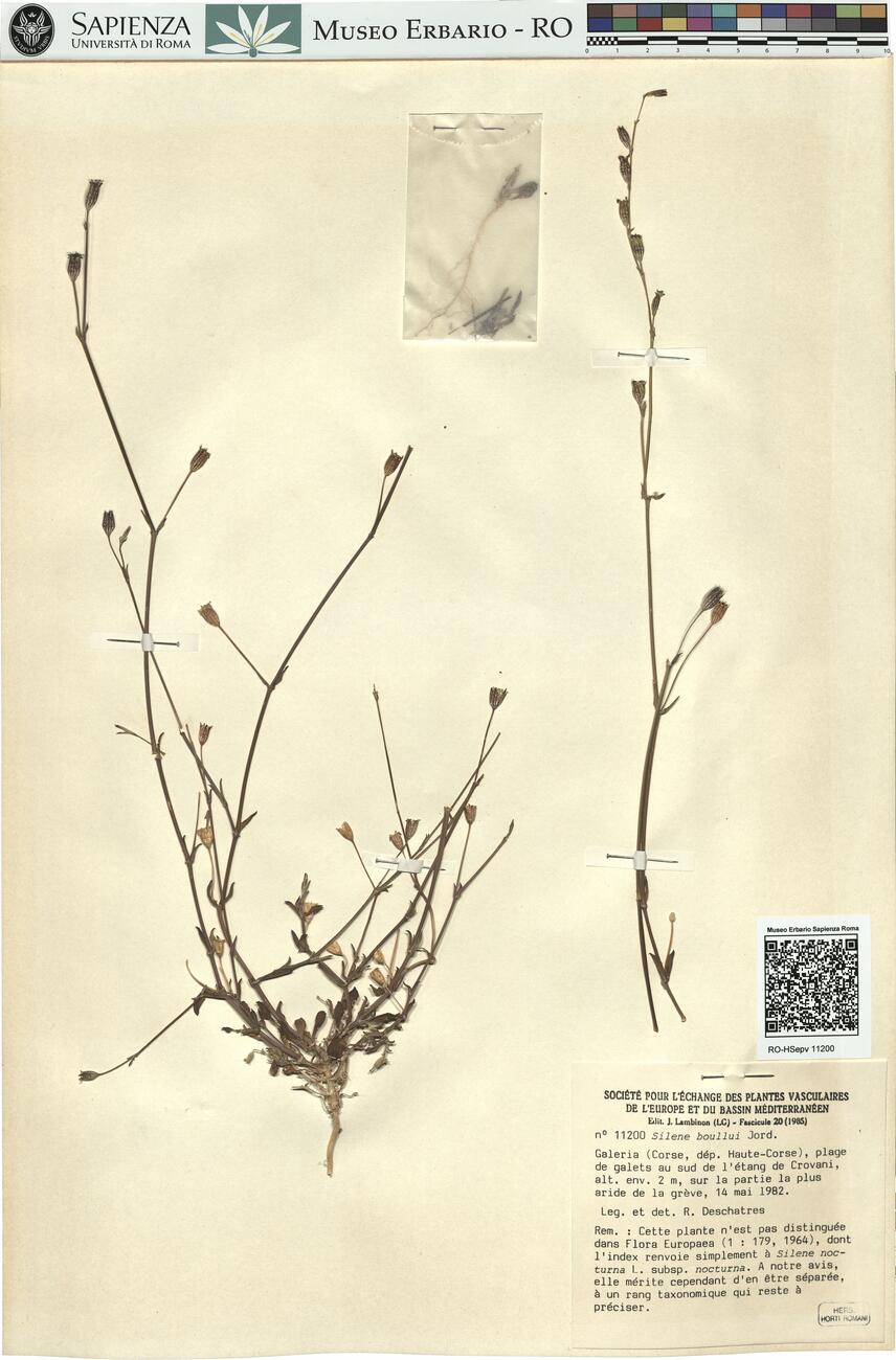 Silene boullui Jord. -  RO-HSepv 11200 photo