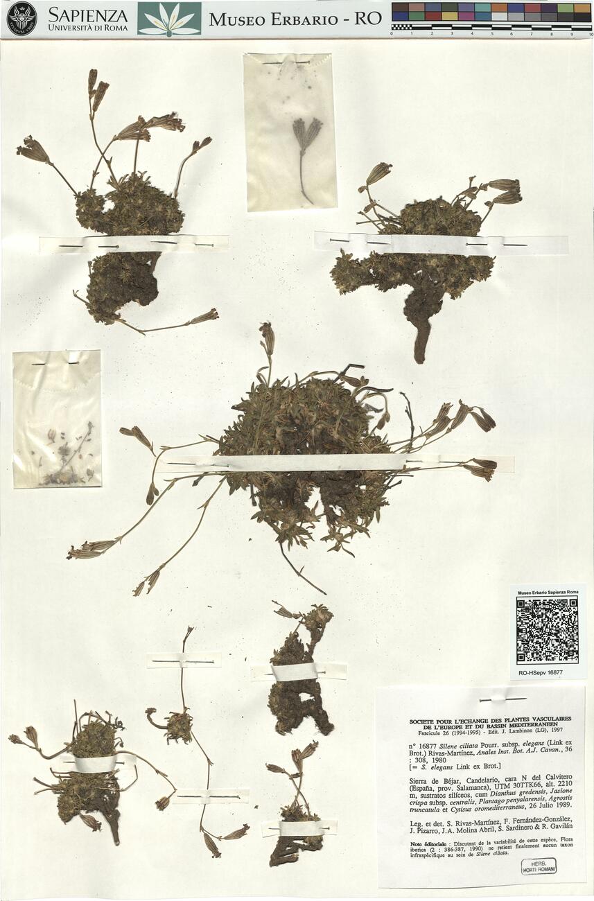 Silene ciliata Pourr. subsp. elegans (Link ex Brot.) Rivas-Martínez -  RO-HSepv 16877 photo