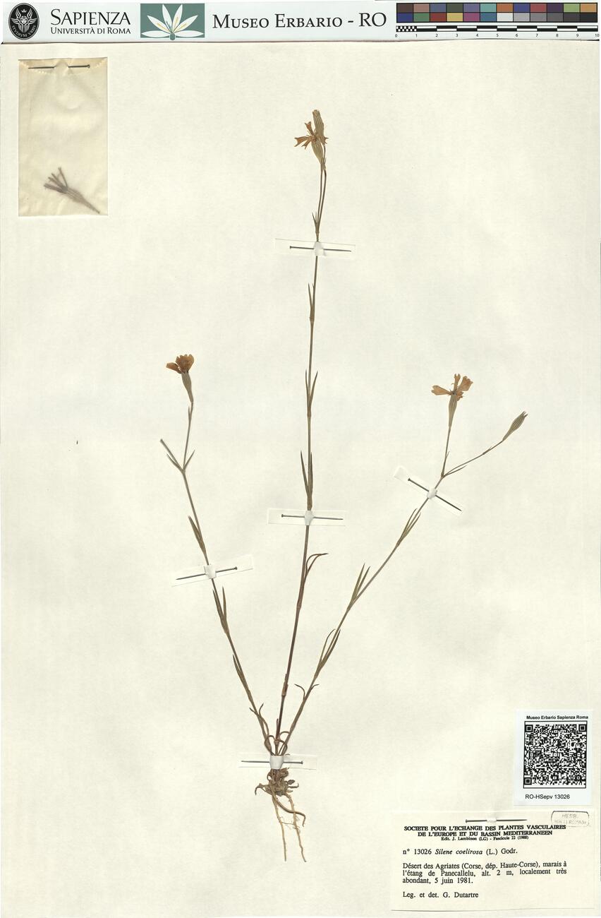 Silene coelirosa (L.) Godr. -  RO-HSepv 13026 photo
