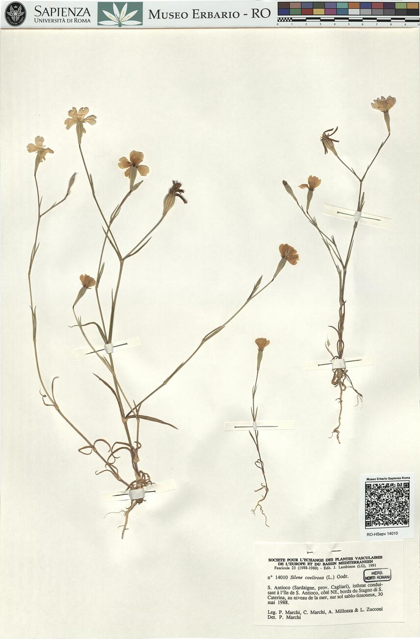 Silene coelirosa (L.) Godr. -  RO-HSepv 14010 photo