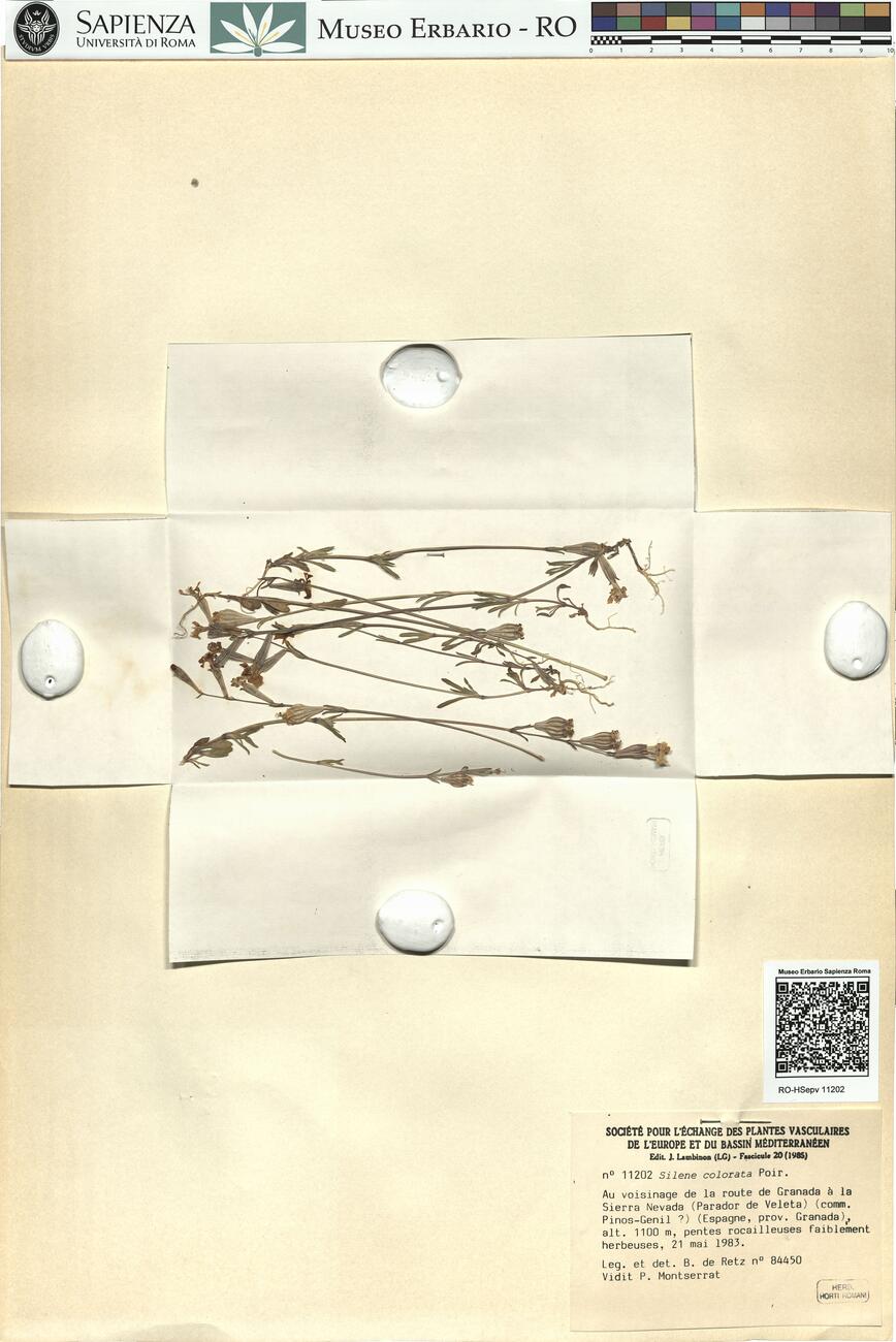 Silene colorata Poir.  -  RO-HSepv 11202 photo