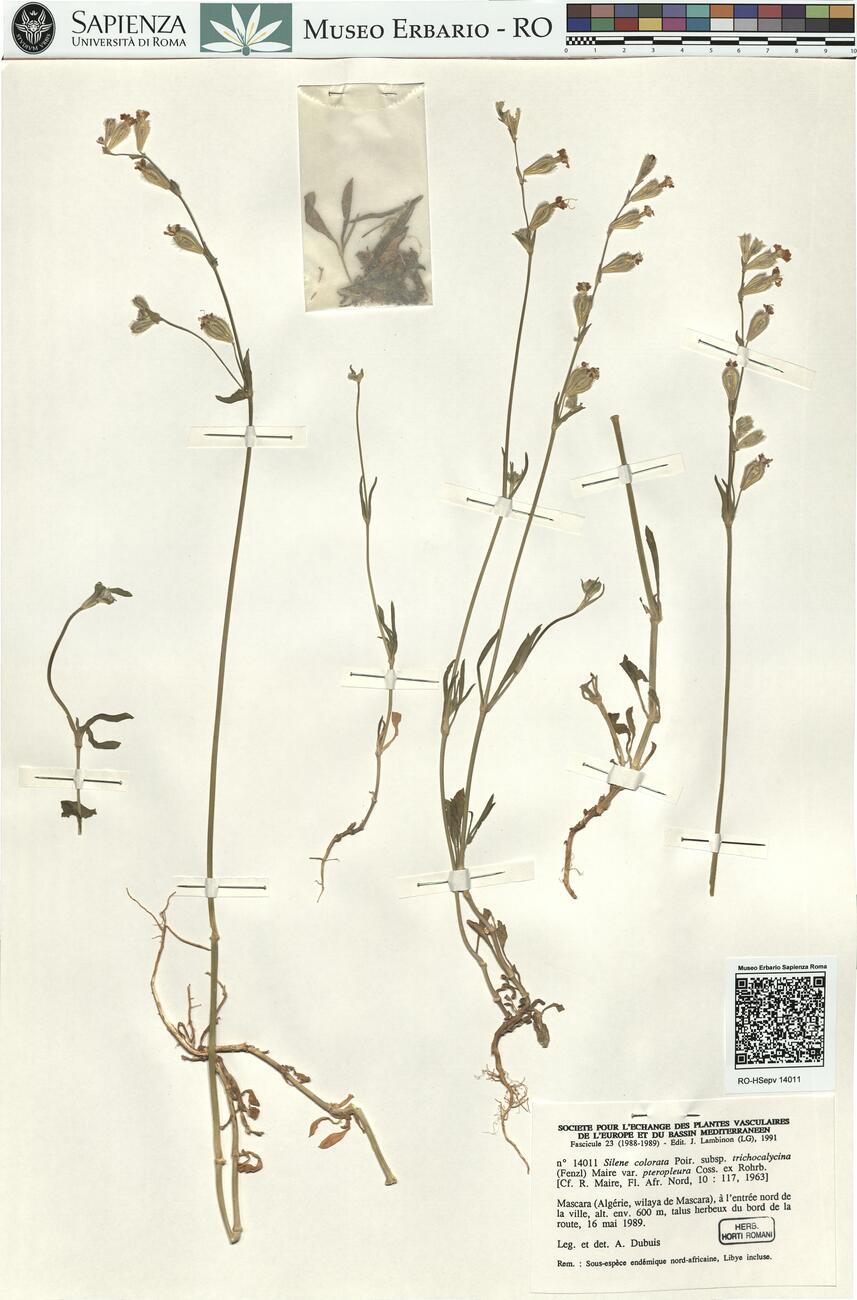 Silene colorata Poir. subsp. trichocalycina (Fenzl) Maire var. pteropleura Coss. ex Rohrb.  -  RO-HSepv 14011 photo