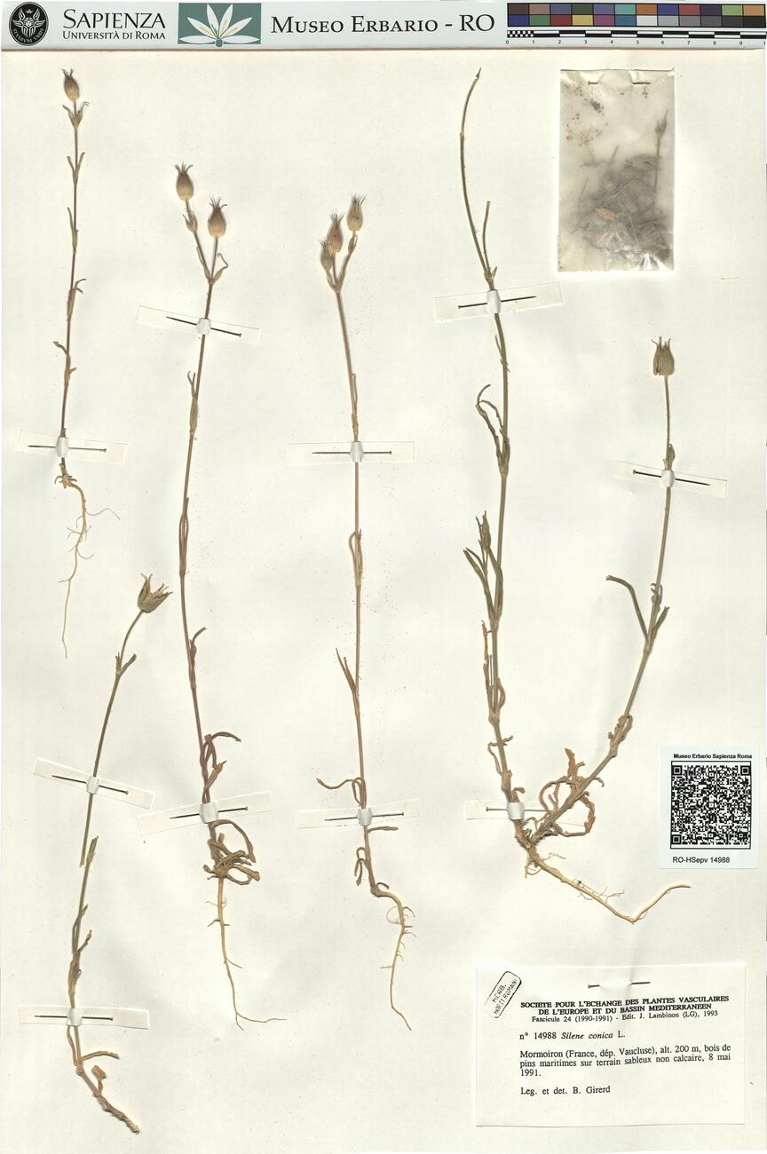 Silene conica L.  -  RO-HSepv 14988 photo