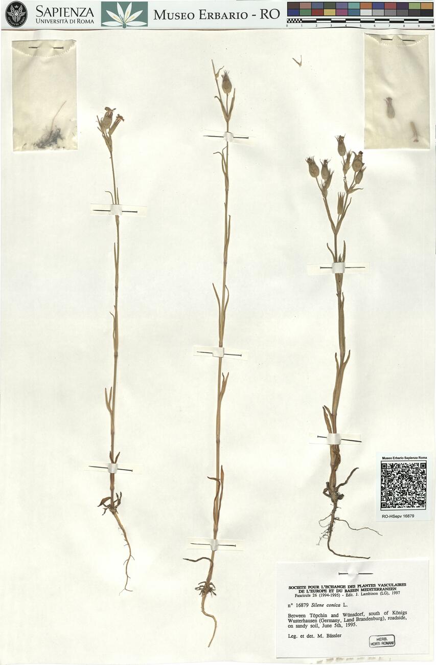 Silene conica L.  -  RO-HSepv 16879 photo
