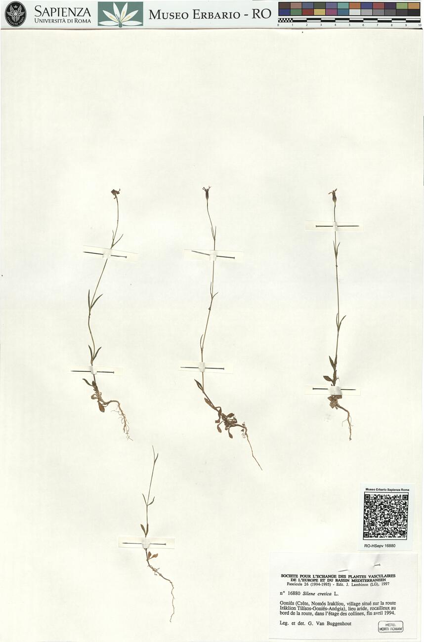 Silene cretica L. -  RO-HSepv 16880 photo