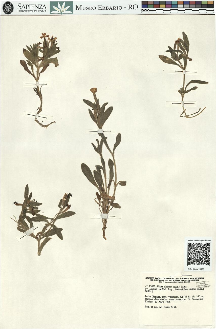 Silene diclinis (Lag.) Laínz -  RO-HSepv 13027 photo