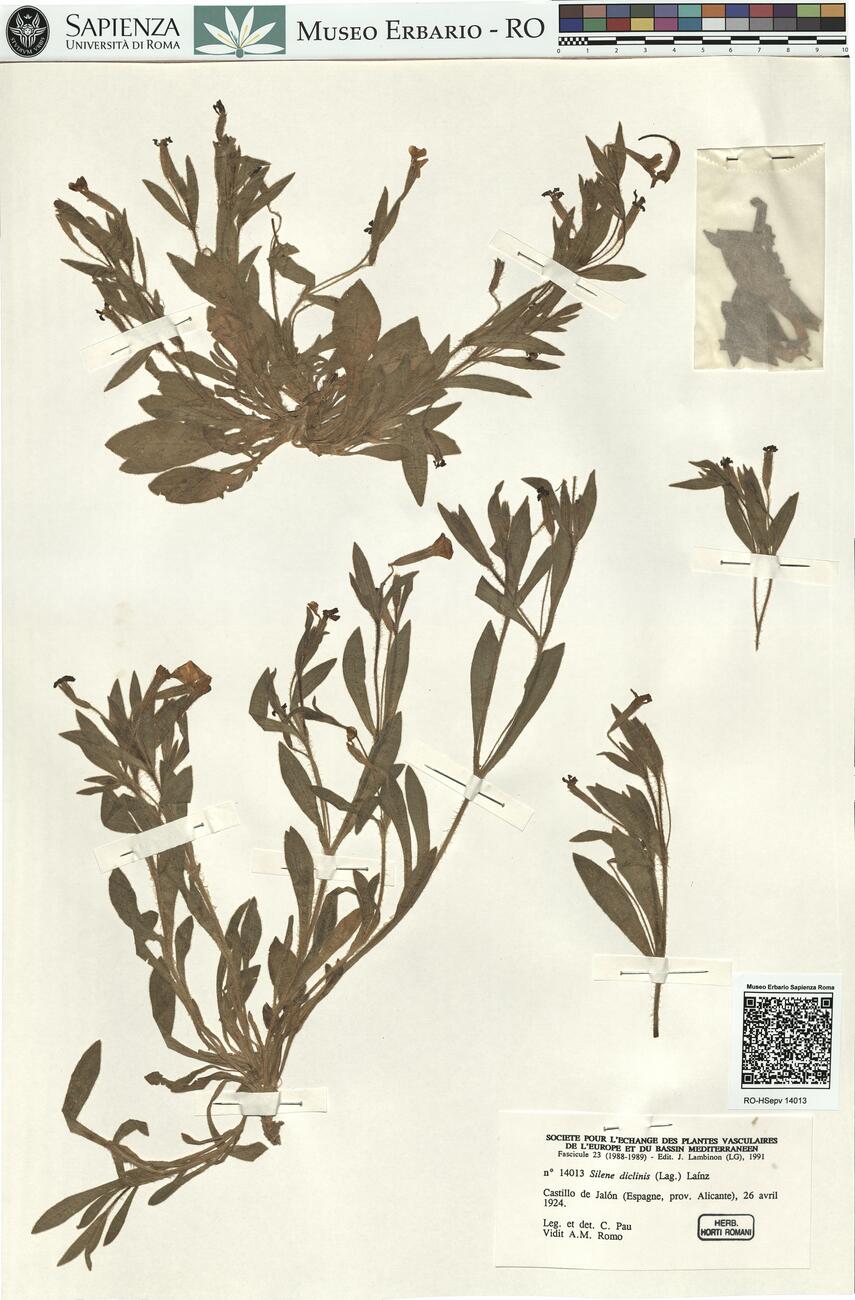 Silene diclinis (Lag.) Laínz -  RO-HSepv 14013 photo