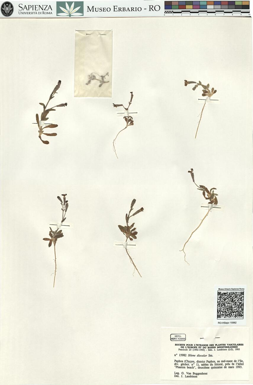 Silene discolor Sm.  -  RO-HSepv 15982 photo