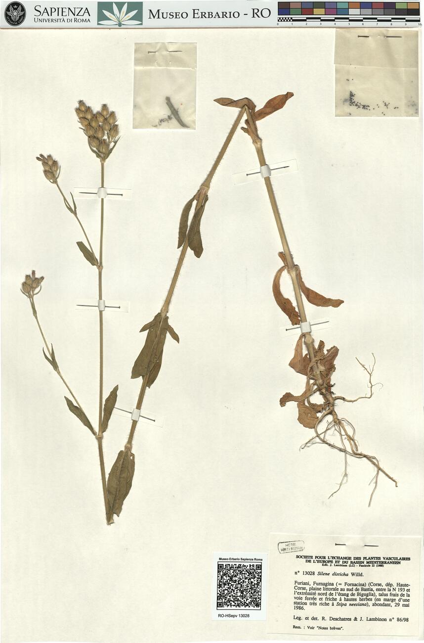 Silene disticha Willd. -  RO-HSepv 13028 photo