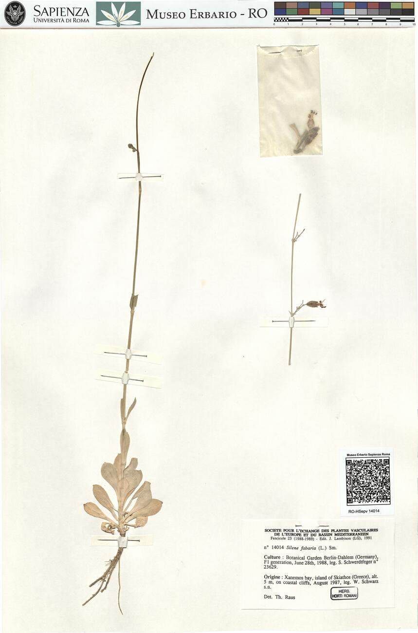 Silene fabaria (L.) Sm.  -  RO-HSepv 14014 photo