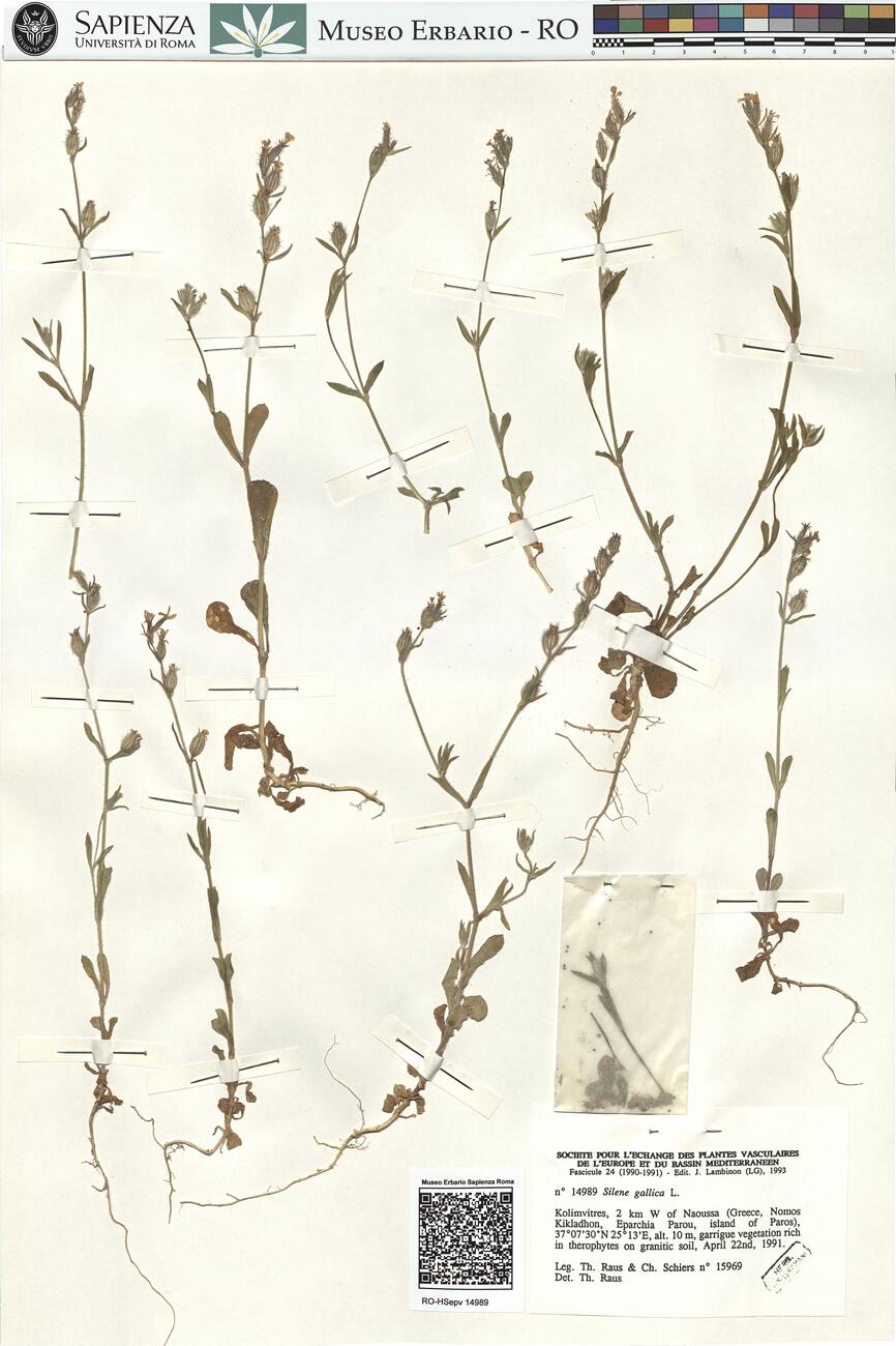 Silene gallica L. -  RO-HSepv 14989 photo