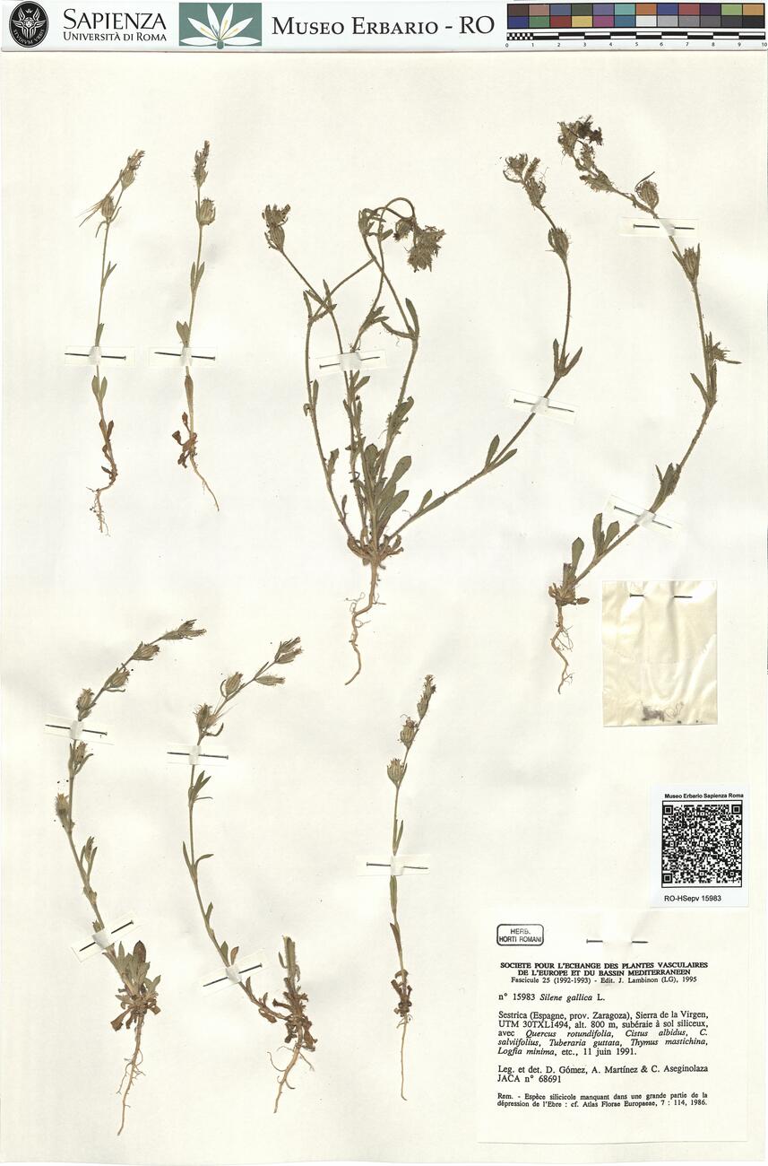 Silene gallica L. -  RO-HSepv 15983 photo
