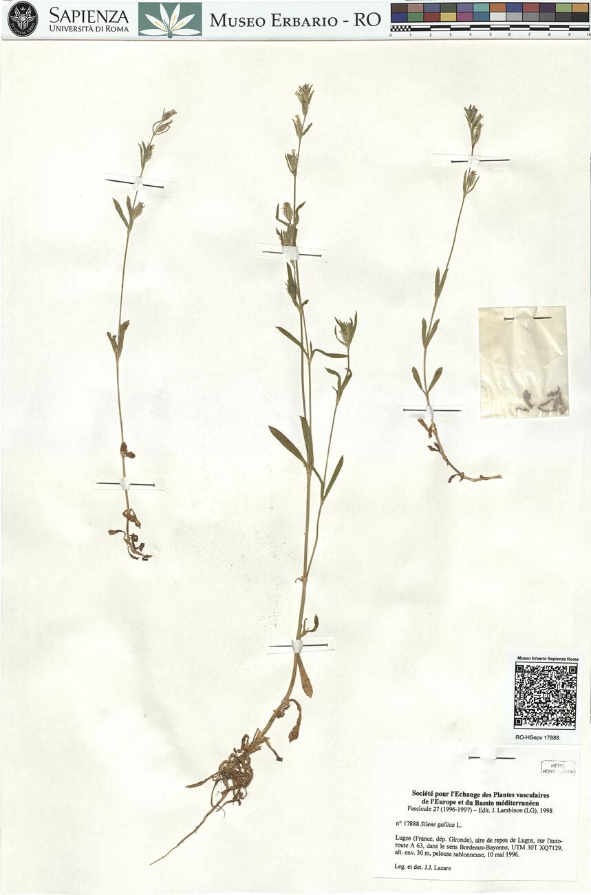 Silene gallica L. -  RO-HSepv 17888 photo