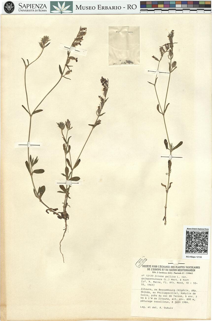 Silene gallica L. var. quinquevulnera (L.) Mert. & Koch -  RO-HSepv 12133 photo