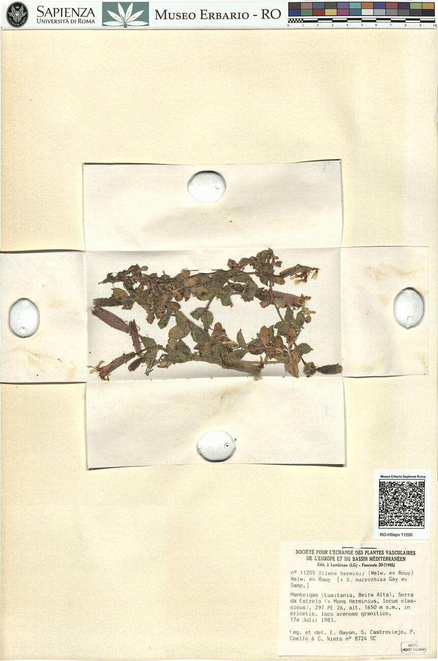 Silene herminii (Welw. ex Rouy) Welw. ex Rouy -  RO-HSepv 11205 photo
