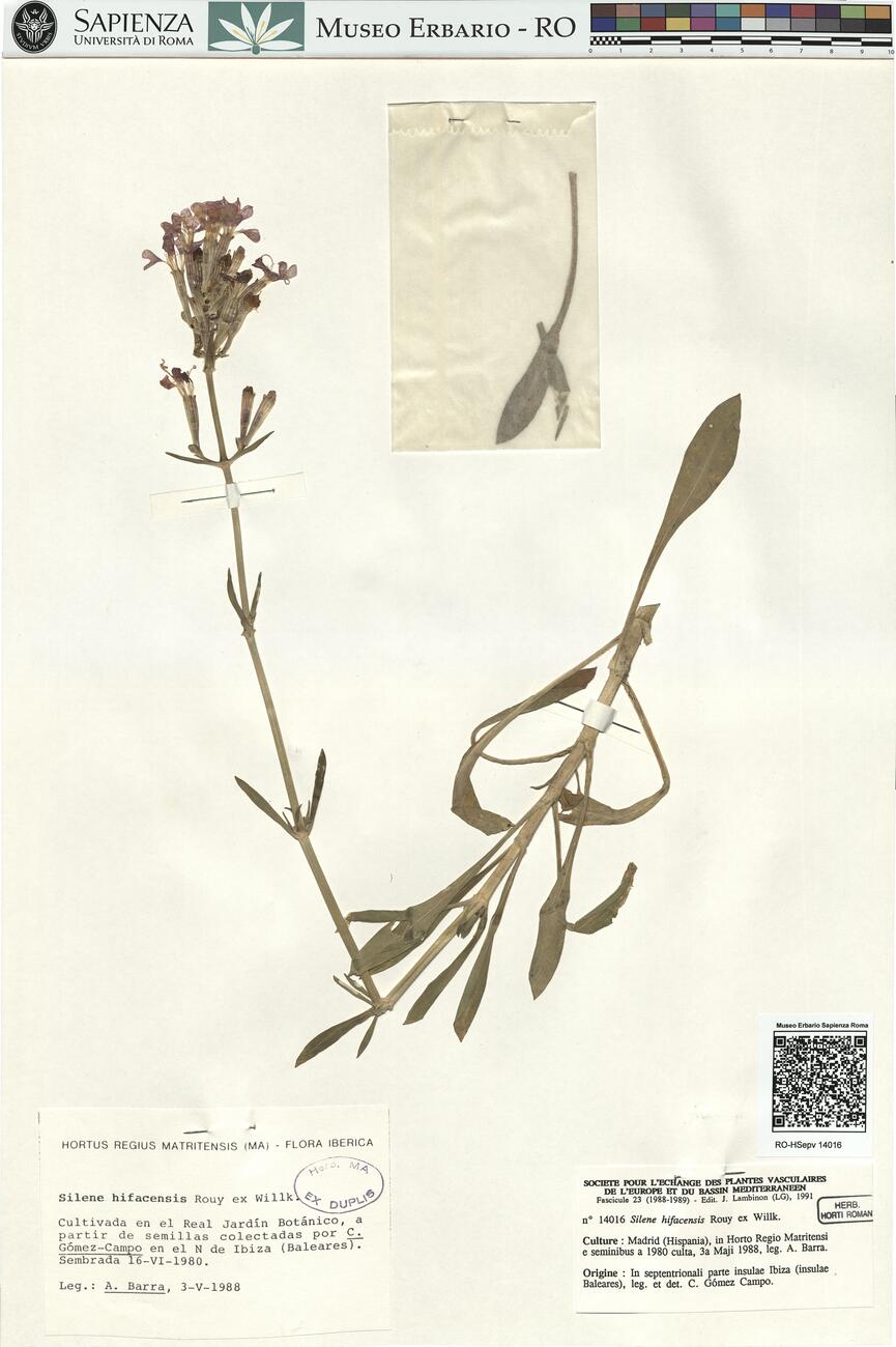 Silene hifacensis Rouy ex Willk. -  RO-HSepv 14016 photo