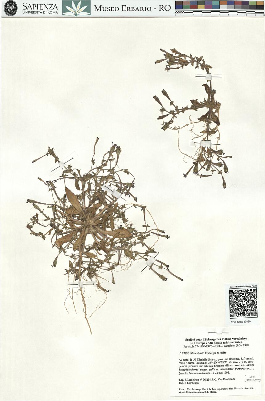 Silene ibosii Emberger & Maire -  RO-HSepv 17890 photo