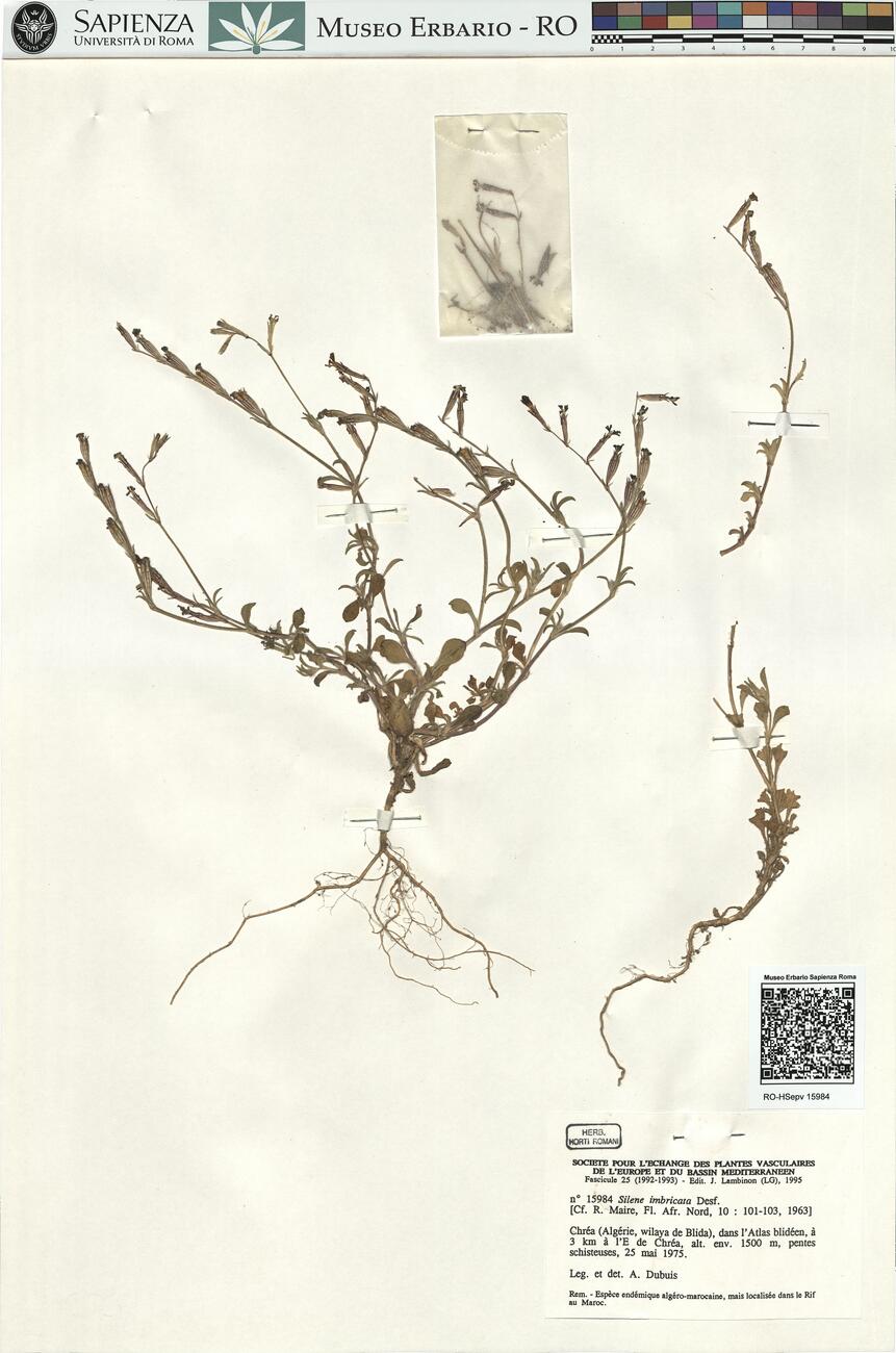 Silene imbricata Desf.  -  RO-HSepv 15984 photo