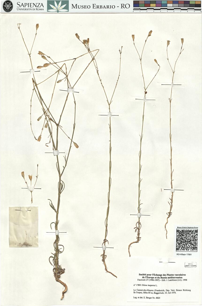 Silene inaperta L.  -  RO-HSepv 17891 photo