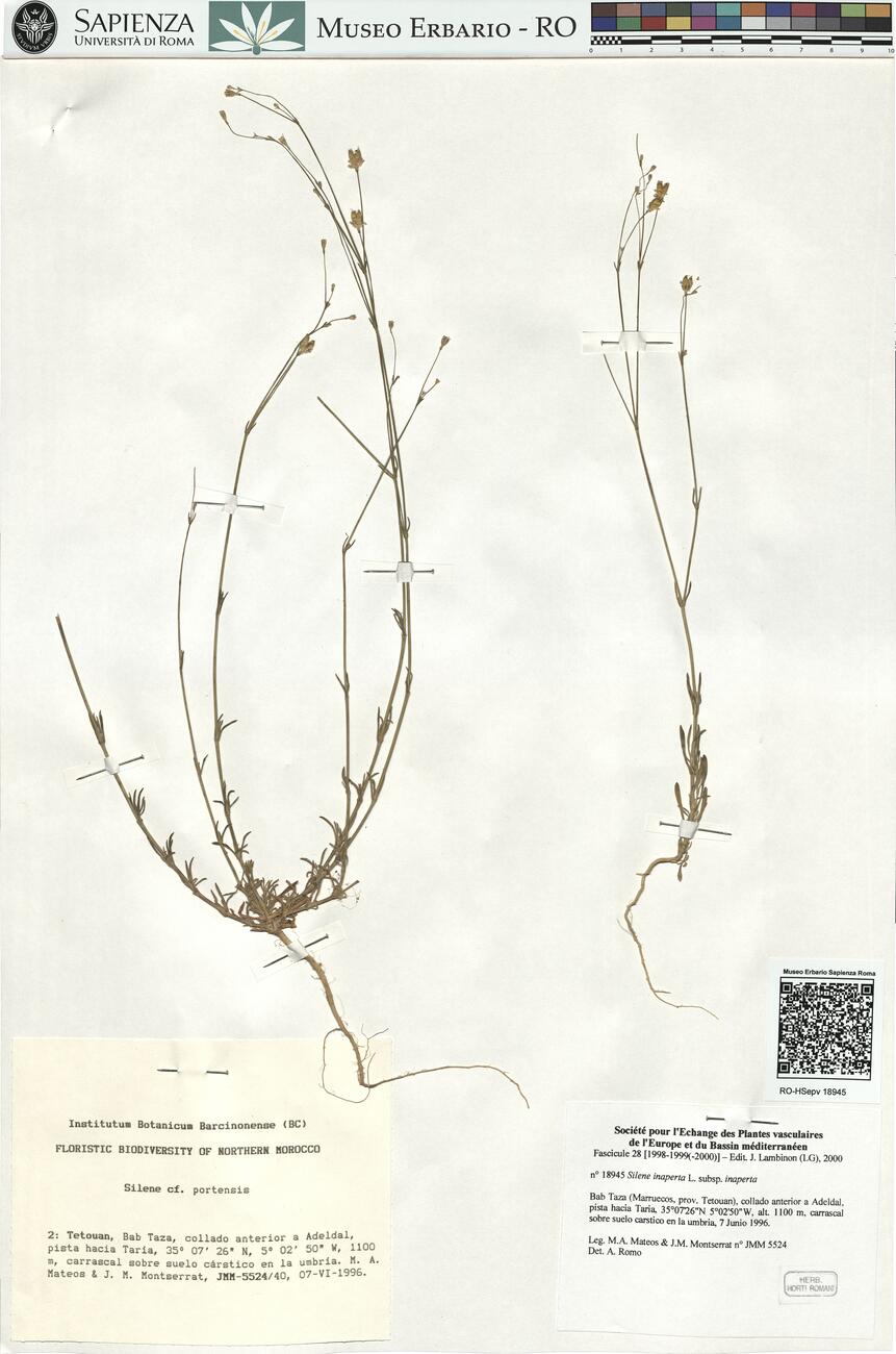 Silene inaperta L. subsp. inaperta -  RO-HSepv 18945 photo