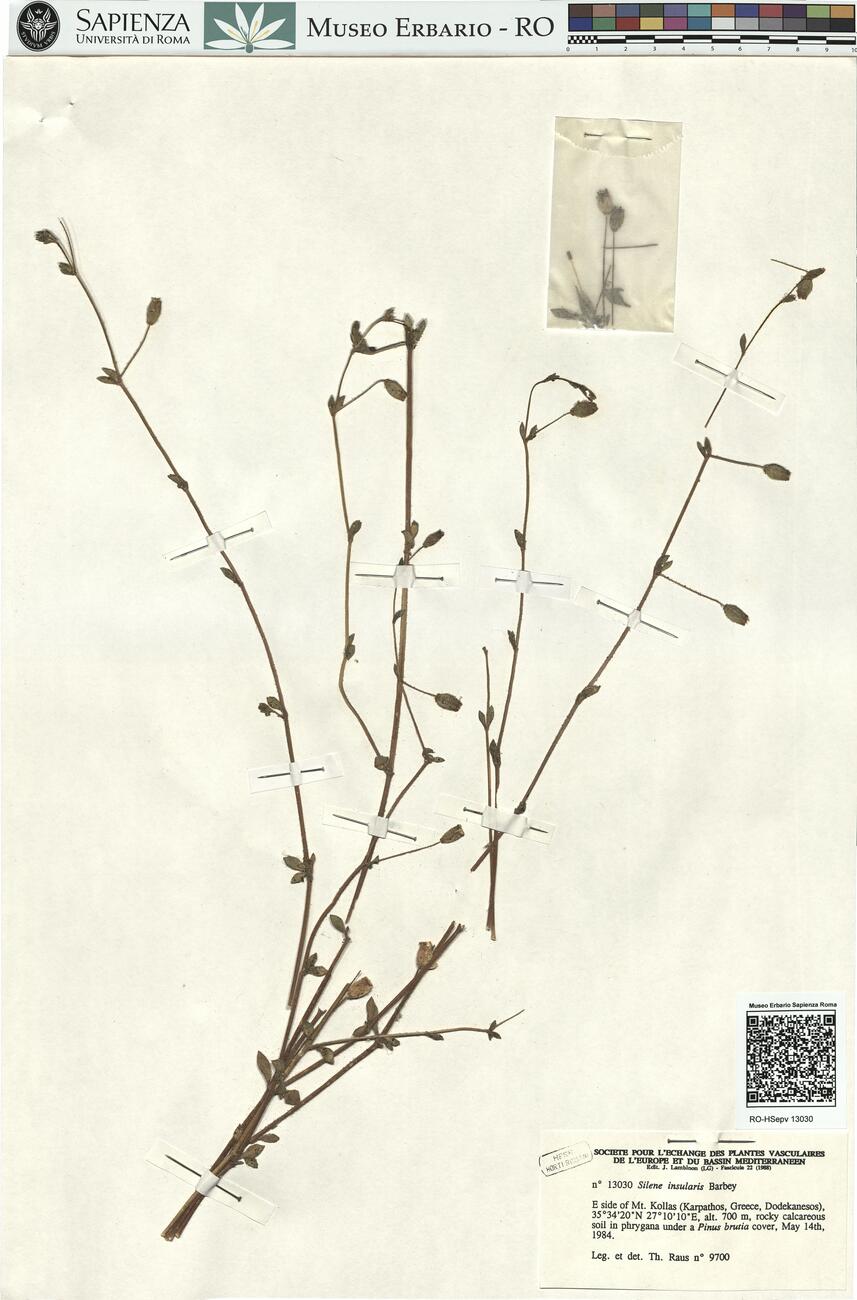 Silene insularis Barbey -  RO-HSepv 13030 photo