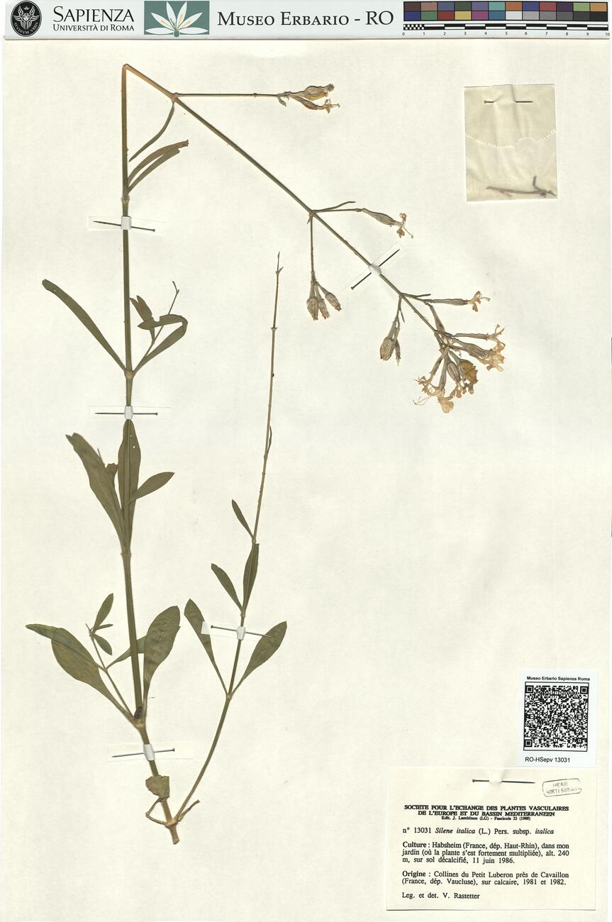 Silene italica (L.) Pers. subsp. italica -  RO-HSepv 13031 photo