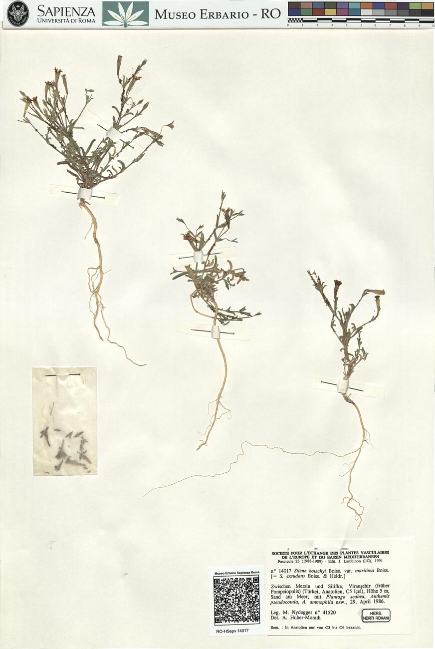 Silene kotschyi Boiss. var. maritima Boiss.  -  RO-HSepv 14017 photo