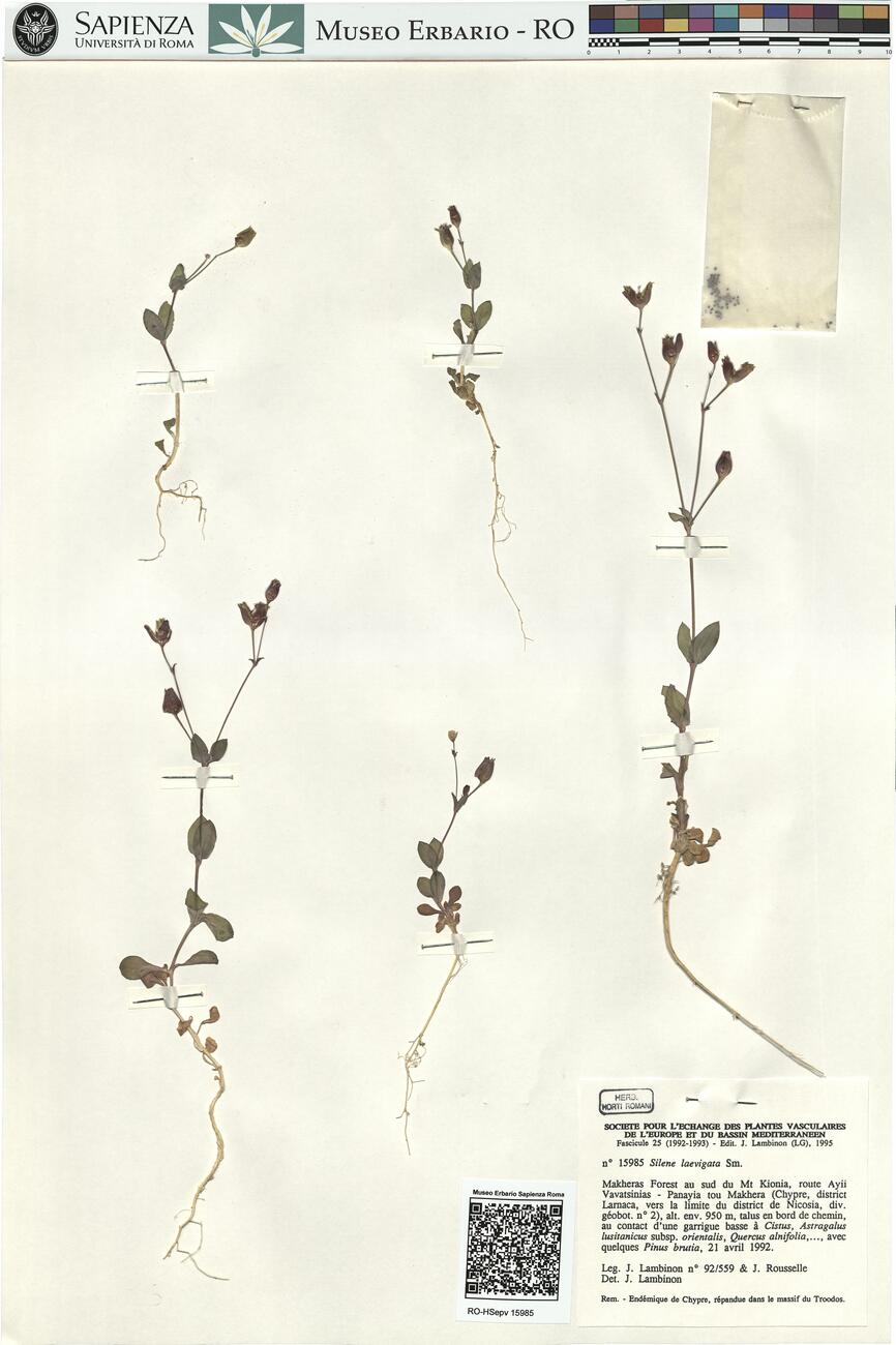 Silene laevigata Sm. -  RO-HSepv 15985 photo