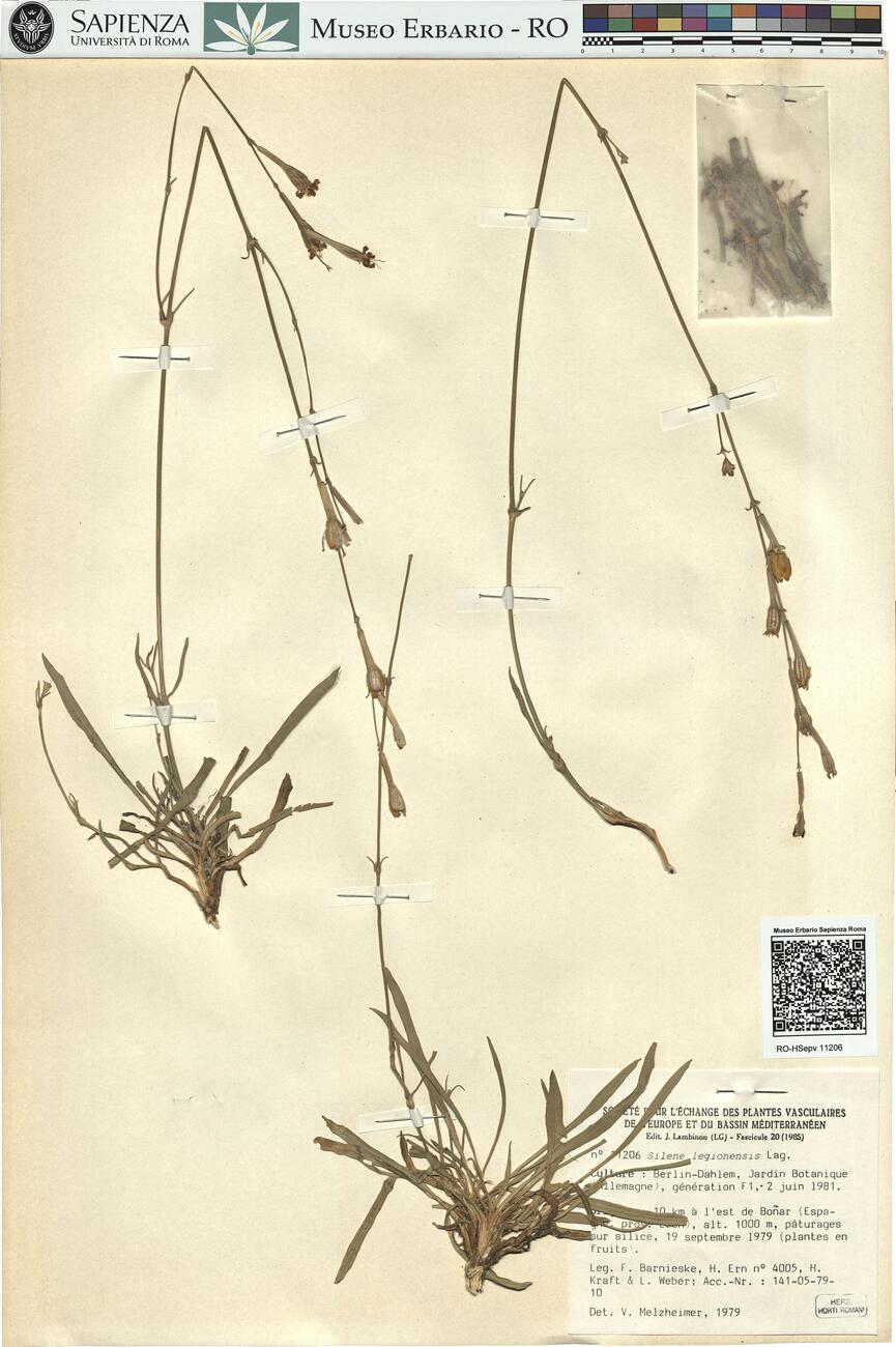 Silene legionensis Lag.  -  RO-HSepv 11206 photo
