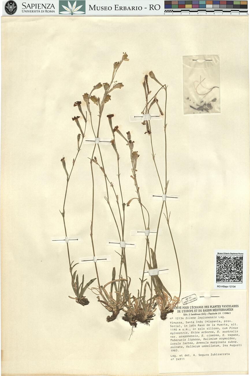 Silene legionensis Lag.  -  RO-HSepv 12134 photo